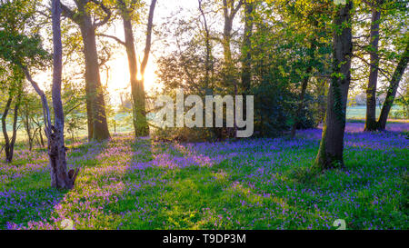 Hambledon, Großbritannien - 30 März, 2019: Sonnenaufgang in einem Bluebell Wood in der Nähe von Hambledon in Hampshire, Großbritannien Stockfoto