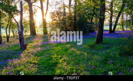 Hambledon, Großbritannien - 30 März, 2019: Sonnenaufgang in einem Bluebell Wood in der Nähe von Hambledon in Hampshire, Großbritannien Stockfoto