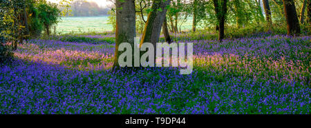 Hambledon, Großbritannien - 30 März, 2019: Sonnenaufgang in einem Bluebell Wood in der Nähe von Hambledon in Hampshire, Großbritannien Stockfoto