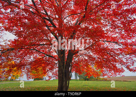 Zucker-ahorn (Acer saccharum) Baum im Herbst Laub. Woodstock New Brunswick Kanada Stockfoto