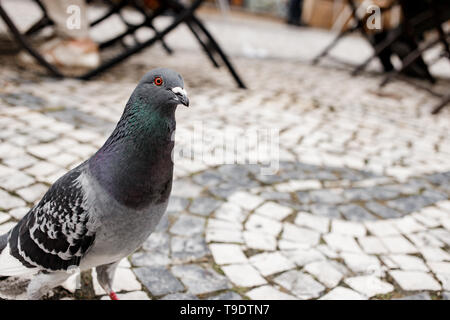 Taube auf der Suche in den Rahmen ist in der Nähe. Porträt einer wunderschönen graue Taube mit farbenfrohen Hals und orange Augen. Closeup Portrait. Platz für Tex Stockfoto