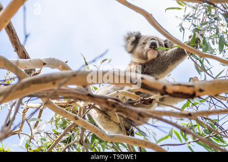 Schöne Koala in der Wildnis frisst Eukalyptusblätter, die für eine Zweigniederlassung klammert, Kangaroo Island, Südaustralien Stockfoto