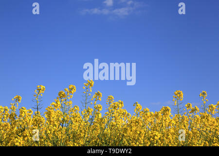 Floraison de Champs de Raps. Stockfoto