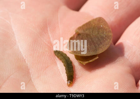 Eine China-mark Motte Caterpillar und seine Heimat, die aus zwei kleinen Lily pad Blätter gemacht wurde. Es gibt mehrere Arten von China - mark Motten im gefunden Stockfoto