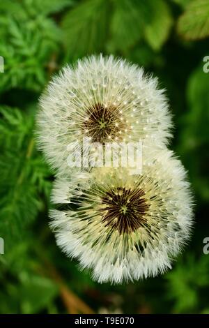 Eine Nahaufnahme von Löwenzahn Samen Köpfen. Stockfoto