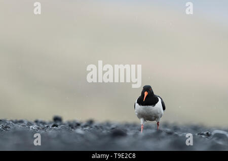 Austernfischer im Regen. Der eurasischen Austernfischer (Haematopus ostralegus) auch die gemeinsame pied Austernfischer, oder paläarktis oystercatche bekannt Stockfoto