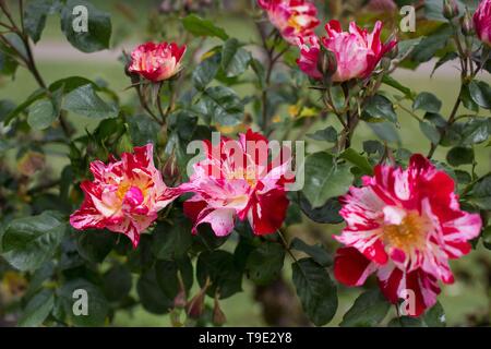 Am 4. Juli großblütige Rosen Kletterer an der Owen Rose Garden in Eugene, Oregon, USA. Stockfoto