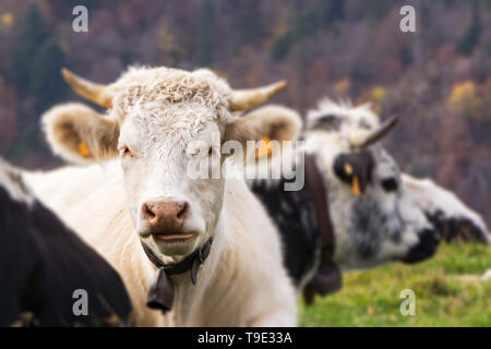 Porträt eines weißen Charolais Rind, Bos taurus, liegend in einem Feld. Kopieren Sie Raum und selektiven Fokus. Vogesen, Frankreich. Stockfoto