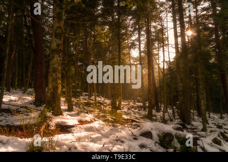 Sonne scheint durch die Bäume in einem verschneiten Wald. Winterlandschaft in den Vogesen, Frankreich. Stockfoto