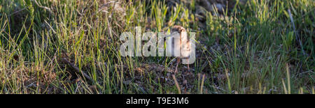 Die gemeinsame rotschenkel oder einfach Rotschenkel (Tringa totanus) ist eine Eurasische wader in der großen Familie Scolopacidae. Der Gattungsname Tringa ist der Neue Lateinische n Stockfoto