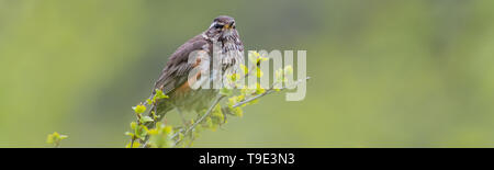 Die rotdrossel (Turdus Iliacus) ist ein Vogel in der soor Familie Turdidae, die in Europa und Asien, etwas kleiner als die zugehörigen Singdrossel. Stockfoto