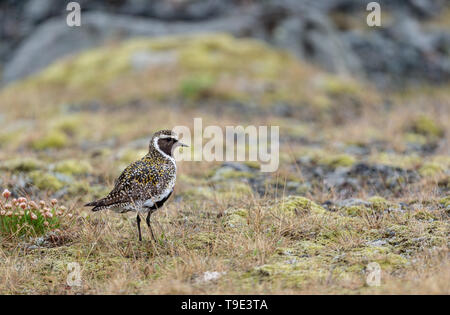 Die Europäische Goldregenpfeifer (Pluvialis apricaria), auch als der Eurasischen Goldregenpfeifer oder nur die Goldregenpfeifer innerhalb Europas bekannt, ist eine ziemlich große plove Stockfoto