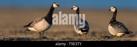 Nonnengänse in schönes Licht in der isländischen Sommer Landschaft. Die Nonnengans (Branta leucopsis) gehört zur Gattung der schwarzen Branta Gänse, whi Stockfoto