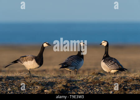 Nonnengänse in schönes Licht in der isländischen Sommer Landschaft. Die Nonnengans (Branta leucopsis) gehört zur Gattung der schwarzen Branta Gänse, whi Stockfoto