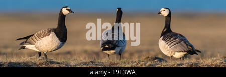 Nonnengänse in schönes Licht in der isländischen Sommer Landschaft. Die Nonnengans (Branta leucopsis) gehört zur Gattung der schwarzen Branta Gänse, whi Stockfoto