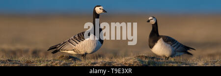 Nonnengänse in schönes Licht in der isländischen Sommer Landschaft. Die Nonnengans (Branta leucopsis) gehört zur Gattung der schwarzen Branta Gänse, whi Stockfoto