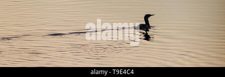 Der red-throated Loon (Nordamerika) oder Red-throated Diver (Großbritannien und Irland) (Gavia stellata) im Abendlicht in Island. Es ist ein wandernder aquat Stockfoto