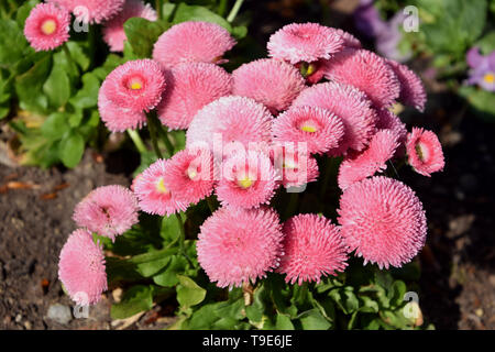Bellis perennis Rosa, Englisch daisy Close-up im sonnigen Garten Stockfoto