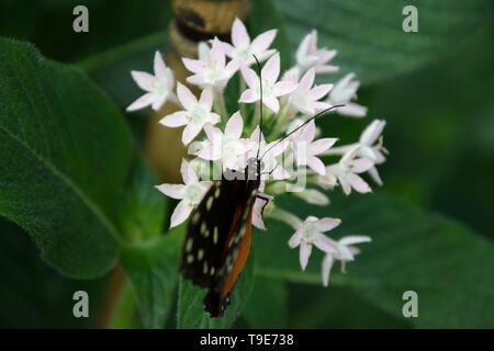 Schmetterling auf Blume, Nahaufnahme eines Tithorea tarricina Schmetterling auf weiße tropische Blume Stockfoto