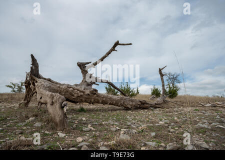 Blick auf großen trockenen Baumstamm auf den Boden Stockfoto