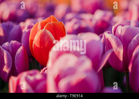 Ende April bis Anfang Mai, das Tulip Felder in den Niederlanden farbenfroh brach in voller Blüte. Glücklicherweise gibt es Hunderte von Blume fiel Stockfoto
