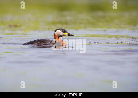 Red-necked Grebe schwebend an einem See. Stockfoto
