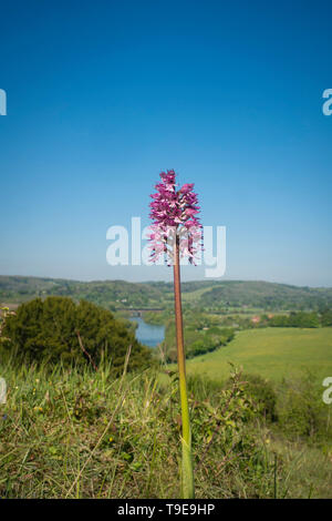 Lady Orchid/Monkey Orchid hybrid; Orchis purpurea x Simia, Hartslock finden Stockfoto