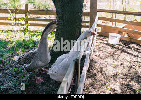 Gänse in der Voliere. Wasservögel Ente Familie. Weiße und graue Gans. Geflügel auf der Straße. Bauernhof Stockfoto