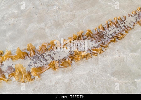 Sugar Kelp/Saccharina latissima, ehemals Laminaria saccharina an Land auf einem Cornwall Strand gespült. Kann als Nahrung, wenn frisch geernteten verwendet werden. Stockfoto