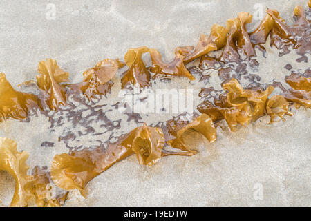 Sugar Kelp/Saccharina latissima, ehemals Laminaria saccharina an Land auf einem Cornwall Strand gespült. Kann als Nahrung, wenn frisch geernteten verwendet werden. Stockfoto