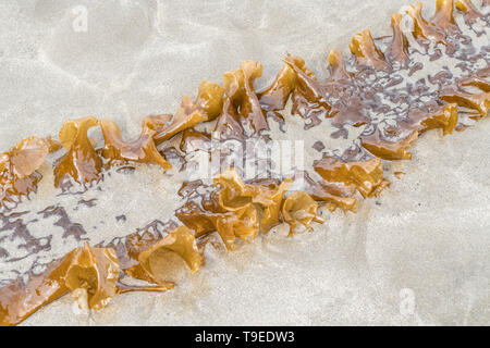 Sugar Kelp/Saccharina latissima, ehemals Laminaria saccharina an Land auf einem Cornwall Strand gespült. Kann als Nahrung, wenn frisch geernteten verwendet werden. Stockfoto