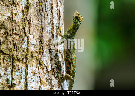 Fliegende Eidechse auf einem Baumstamm im Regenwald von Borneo, Sabah, Malaysia. Stockfoto