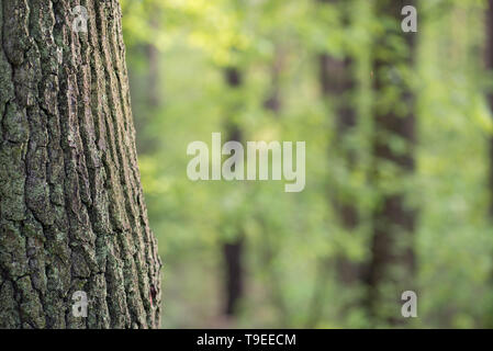 Alte Eiche Baum im Frühjahr Wald defokussiertem Hintergrund Stockfoto