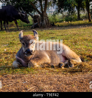 Am Morgen sitzt ein junger Büffel auf dem Boden. Stockfoto