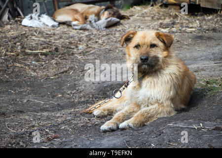 Ein großer brauner Hund an der Kette liegt auf dem Boden und schaut in die Kamera, Wachen und schützt das Haus Stockfoto