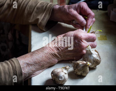 Die Hände einer kranken alten Frau sauber und tippen Sie auf die Köpfe der Knoblauch vor dem Kochen in der alten Küche im Landhausstil, selektiver Fokus Stockfoto