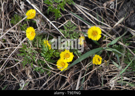 Der erste Löwenzahn blühte im Frühjahr durch die letzten Jahre verdorrten Gras, Hintergrund oder Konzept. Stockfoto