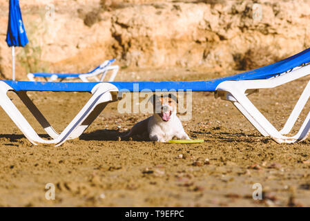 Hund am Strand versteckt unter Solarium von der heißen Sonne nach Spielen mit Flying Disc Stockfoto