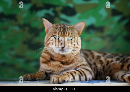 Bengal Katze portrait vor einem Camouflage Hintergrund Stockfoto
