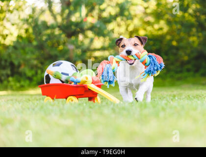 Hund wählt und holt das Seil Spielzeug von Horten von pet-Spielzeug in den Warenkorb Stockfoto