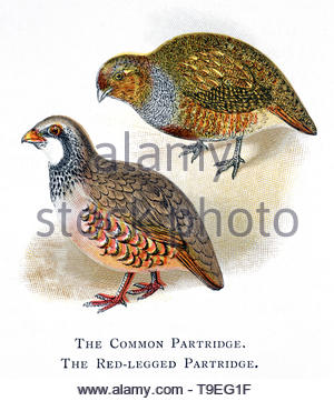 Gemeinsame Rebhuhn (Perdix perdix) und der Red-Legged Rebhuhn (alectoris Rufa), vintage Abbildung im Jahr 1898 veröffentlicht. Stockfoto