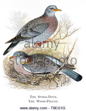 Lieferbar Taube (Columba oenas) und Woodpigeon (Columba palumbus), vintage Abbildung im Jahr 1898 veröffentlicht. Stockfoto