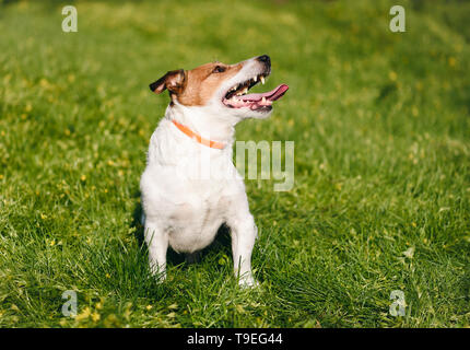 Glücklicher Hund sicher spielen auf grünem Gras tragen anti Floh- und Kragen im Frühling Saison Stockfoto