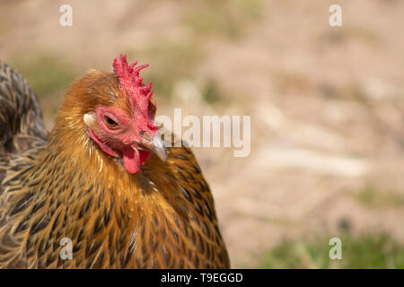 Huhn Stockfoto