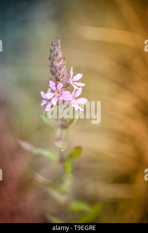 Blumen von Ivan-Tea oder blühenden Sally closeup Stockfoto