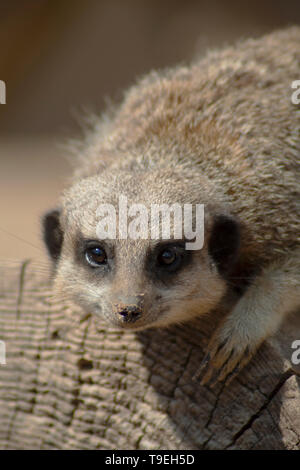 Erdmännchen Stockfoto