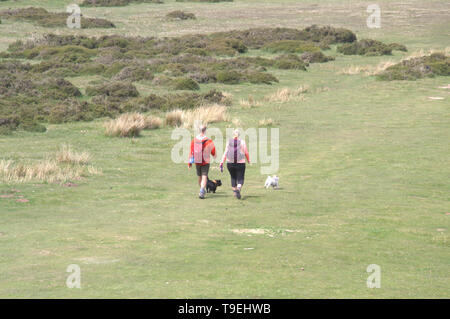 Ein Mann und eine Frau mit zwei Hunde auf einem Hügel in Powys, Wales, Vereinigtes Königreich Stockfoto