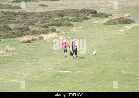 Ein Mann und eine Frau mit zwei Hunde auf einem Hügel in Powys, Wales, Vereinigtes Königreich Stockfoto