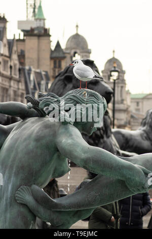 Auf Statue auf dem Trafalgar Square Vogel Stockfoto