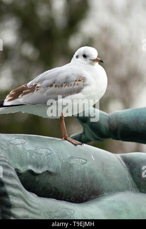 Auf Statue auf dem Trafalgar Square Vogel Stockfoto